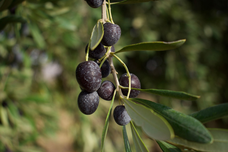 Green and black olives grow in abundance at the orchard.